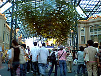 スターフェスティバル 2004